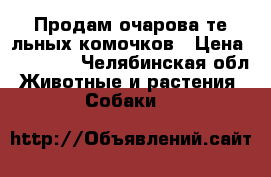 Продам очарова те льных комочков › Цена ­ 15 000 - Челябинская обл. Животные и растения » Собаки   